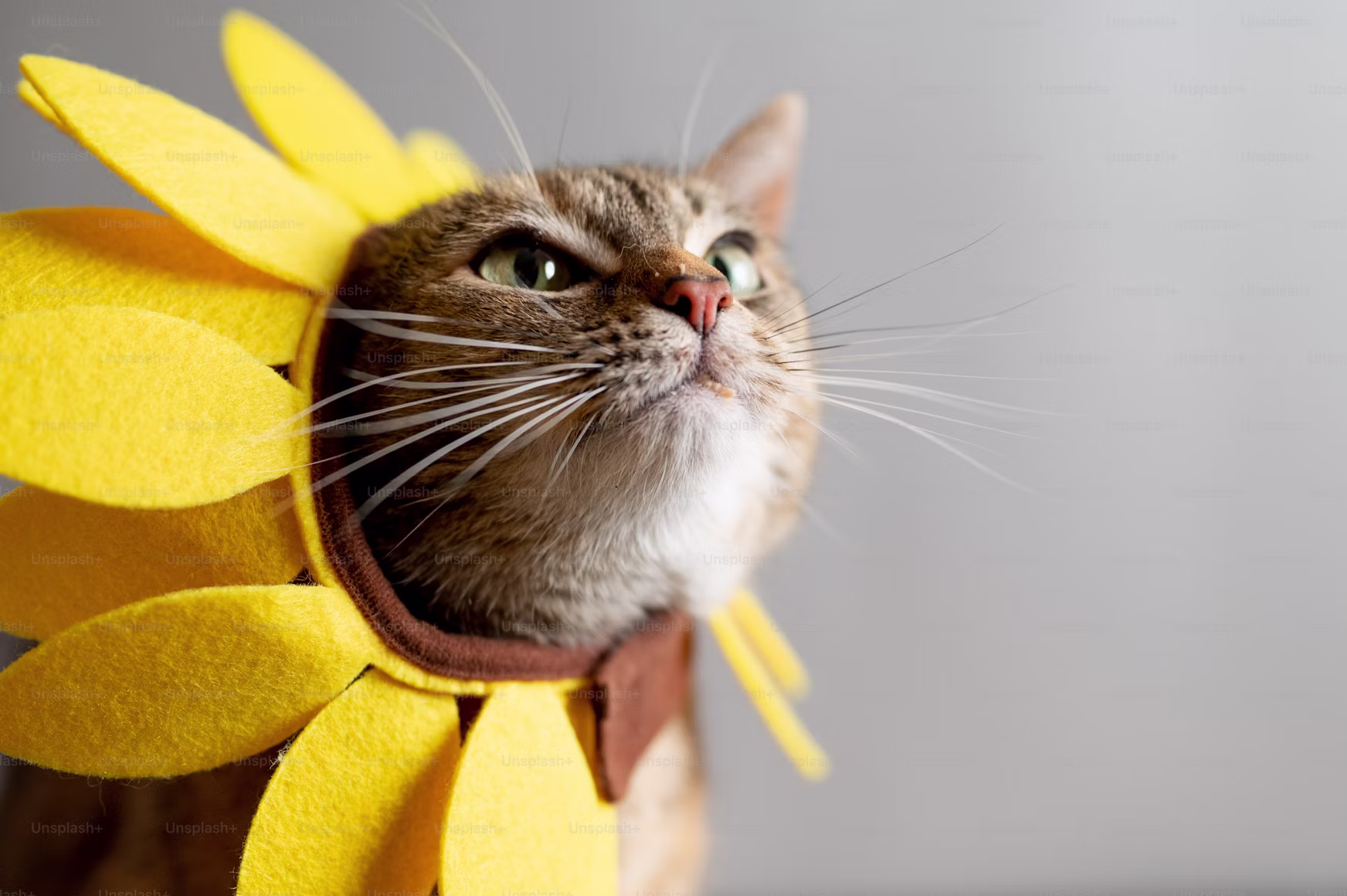 Gato adorable
